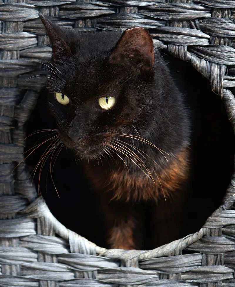 Josephine thumbnail 3