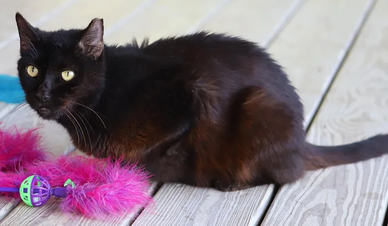 Josephine thumbnail 4