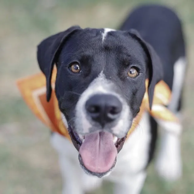 A young medium-sized male American Staffordshire Terrier dog named Leo for adoption in San Antonio, TX