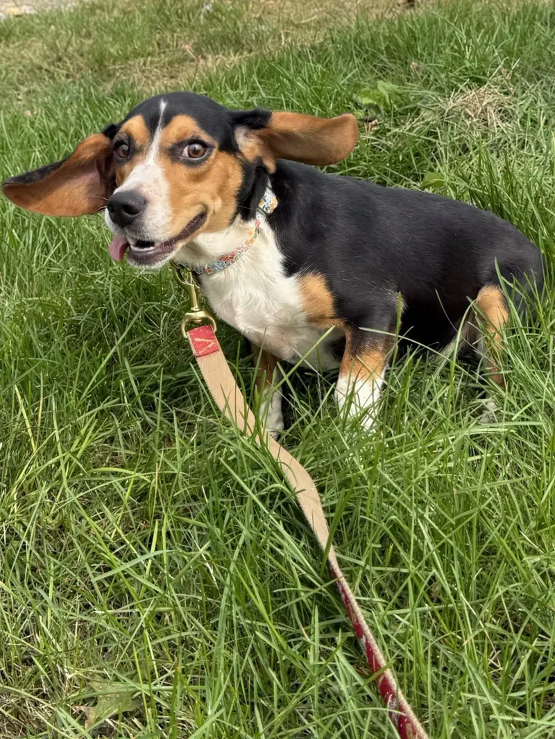 A young small-sized female Beagle dog named Tansy for adoption in HANSON, MA