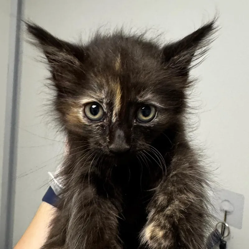A baby small-sized female Black Domestic Short Hair cat named Plum for adoption in Concord, NC