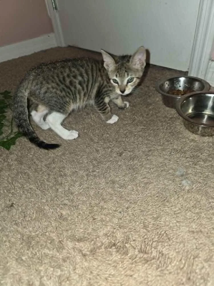Tigger thumbnail 2