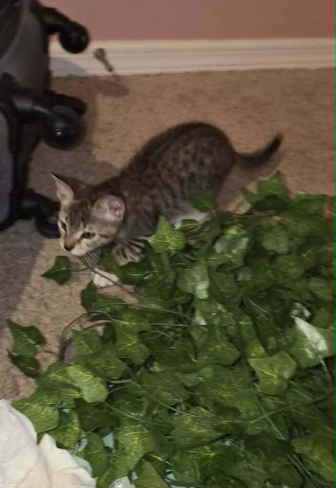 Tigger thumbnail 3