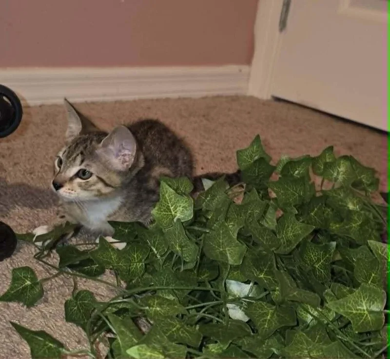 Tigger thumbnail 6