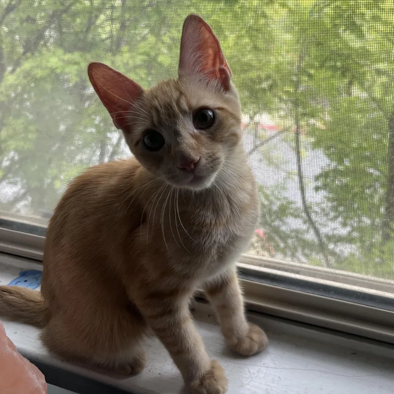 A baby medium-sized female Tabby (Orange / Red) Domestic Short Hair cat named Ginger for adoption in Davis, CA