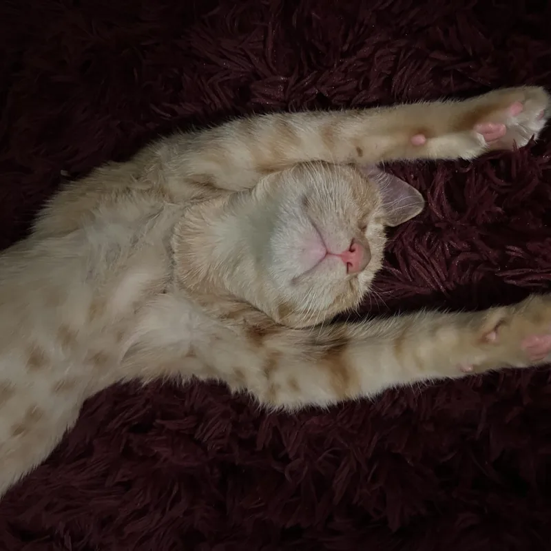 Ginger thumbnail 2