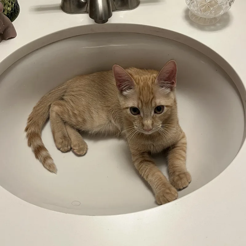 Ginger thumbnail 3