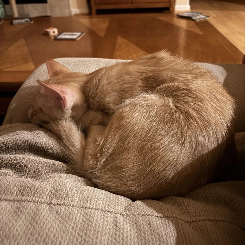 Ginger thumbnail 5