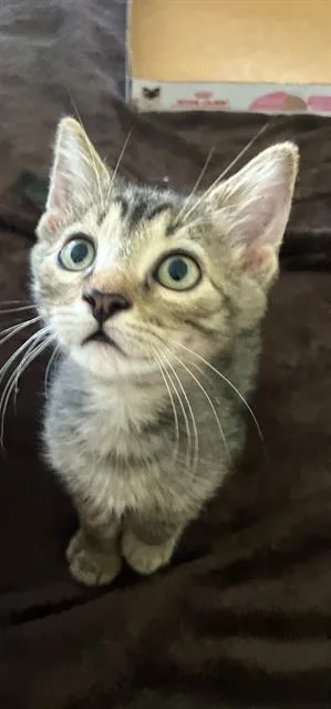 A baby small-sized male Domestic Short Hair cat named Thor for adoption in Tustin, CA