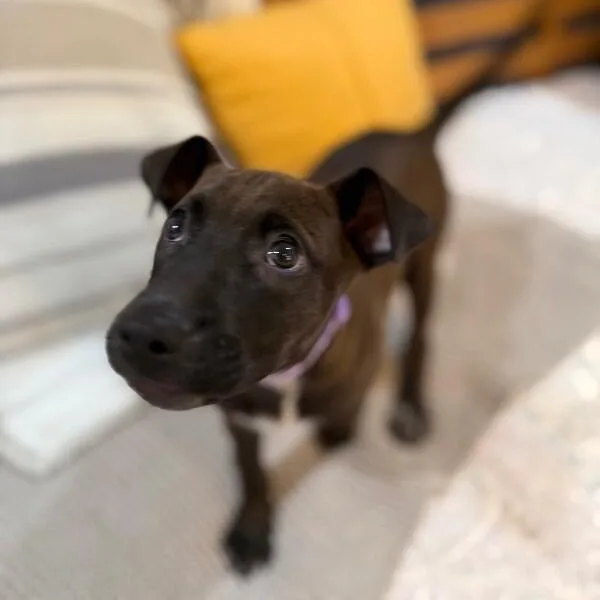 A baby medium-sized female Brown / Chocolate Pit Bull Terrier dog named Toasty Honey Butter for adoption in Friendswood, TX