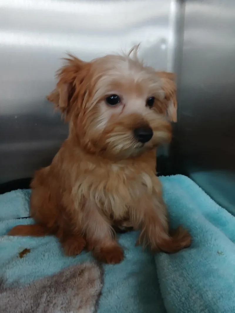 A baby small-sized male Golden Yorkshire Terrier dog named Theodore for adoption in Vernon, CT