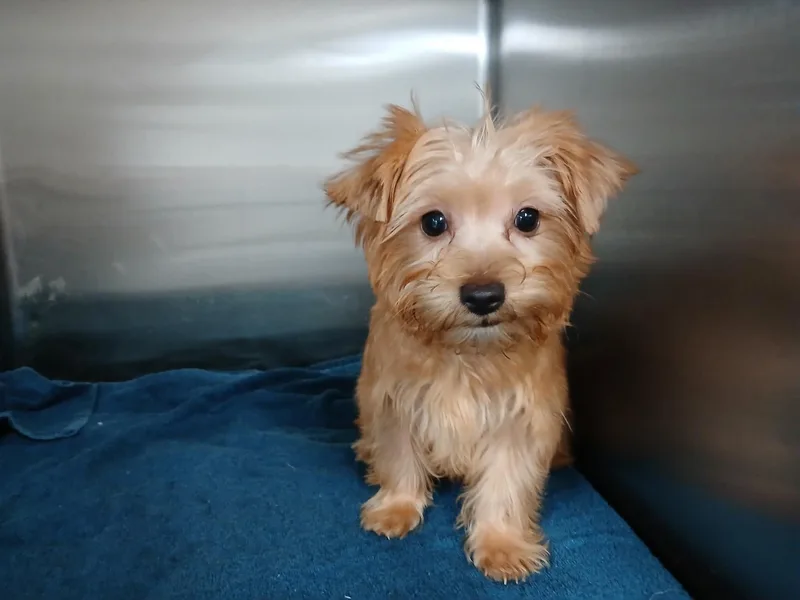 Theodore thumbnail 3