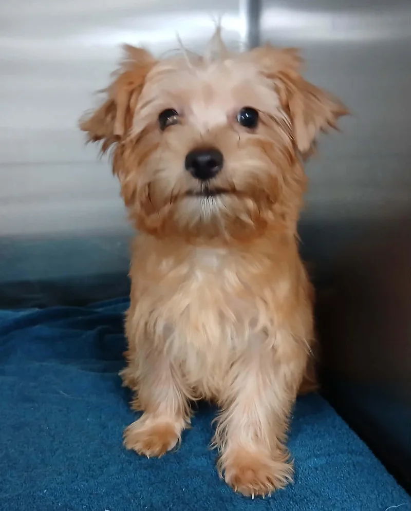 Theodore thumbnail 4