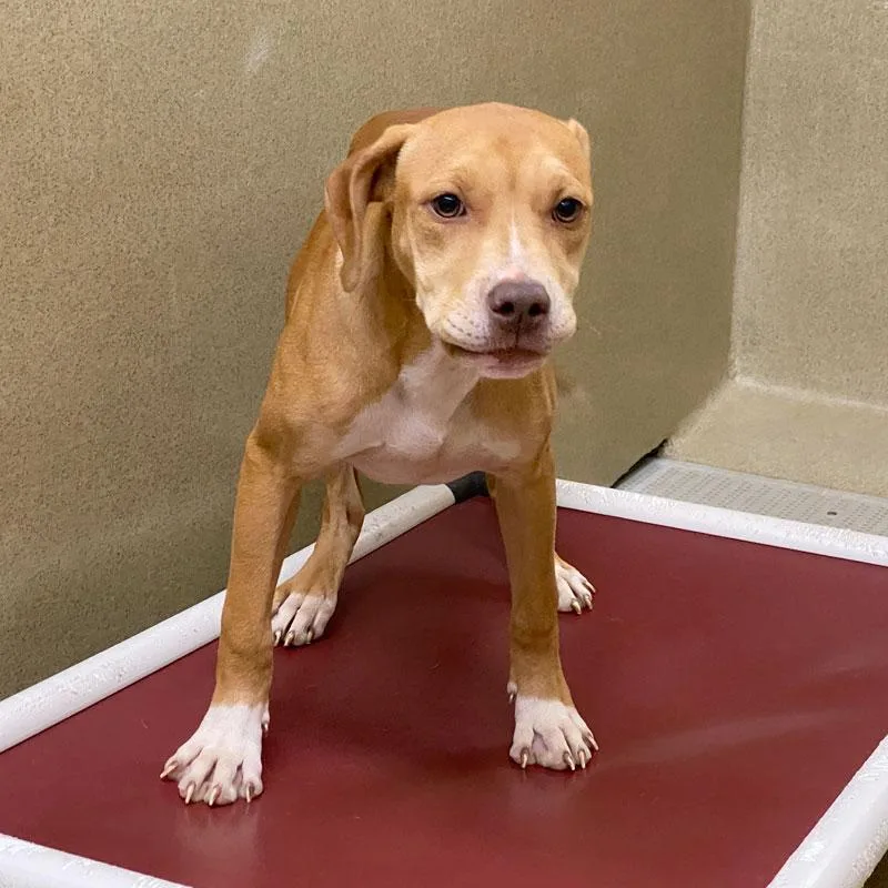 A young medium-sized female Red / Chestnut / Orange Mountain Cur dog named Destiny for adoption in Monroe, GA
