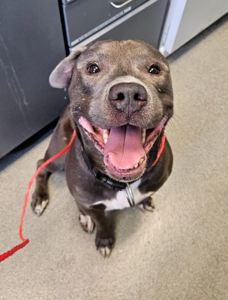 An adult large-sized male Pit Bull Terrier dog named Buddy for adoption in Bloomington, IN