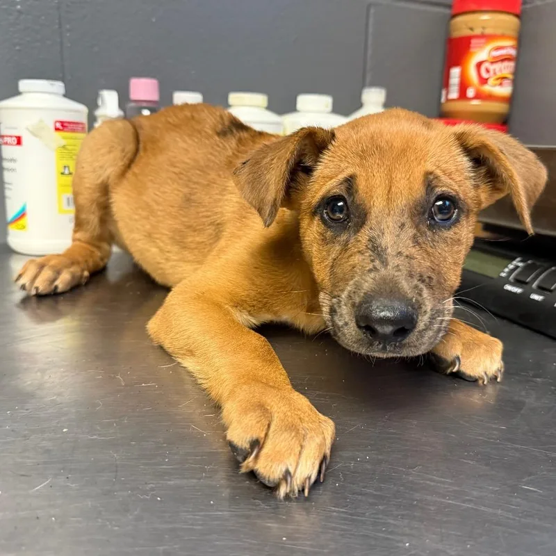 A baby medium-sized female Brown / Chocolate Black Mouth Cur dog named Tuscstray_ for adoption in Tuscaloosa, AL