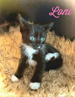 A baby medium-sized female Black & White / Tuxedo Domestic Short Hair cat named Loni for adoption in Pleasanton, TX