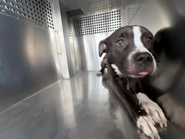 An adult large-sized female Pit Bull Terrier dog named Lilo for adoption in Phoenix, AZ