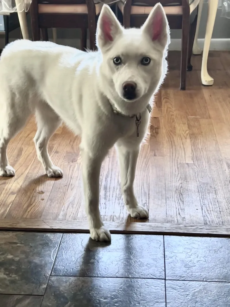 An adult medium-sized female White / Cream Siberian Husky dog named Pony for adoption in Waterford, MI