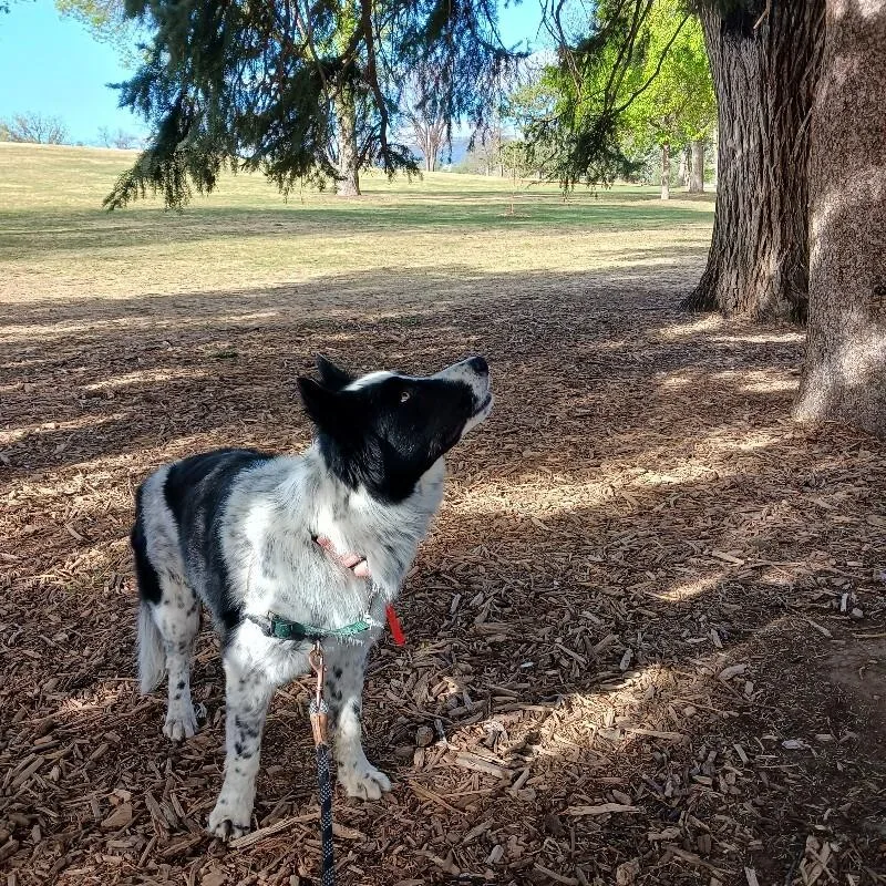 An adult medium-sized male Black Border Collie dog named Anchor for adoption in Fort Collins, CO