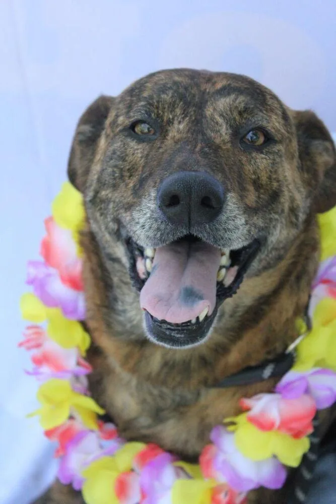 Sophie Rose thumbnail 2