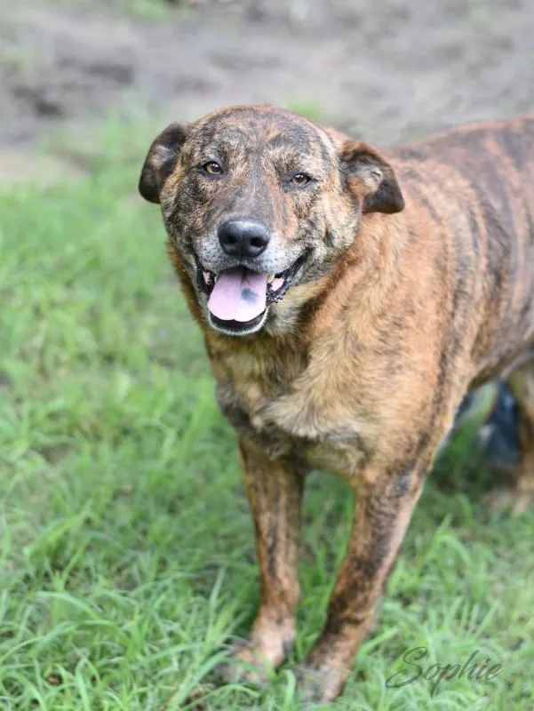 Sophie Rose thumbnail 4