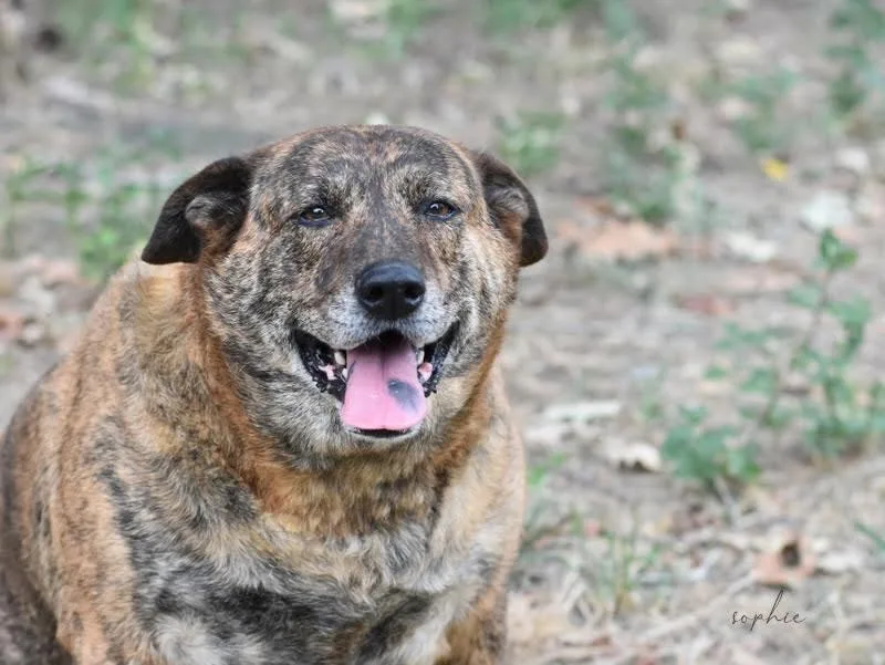 Sophie Rose thumbnail 6