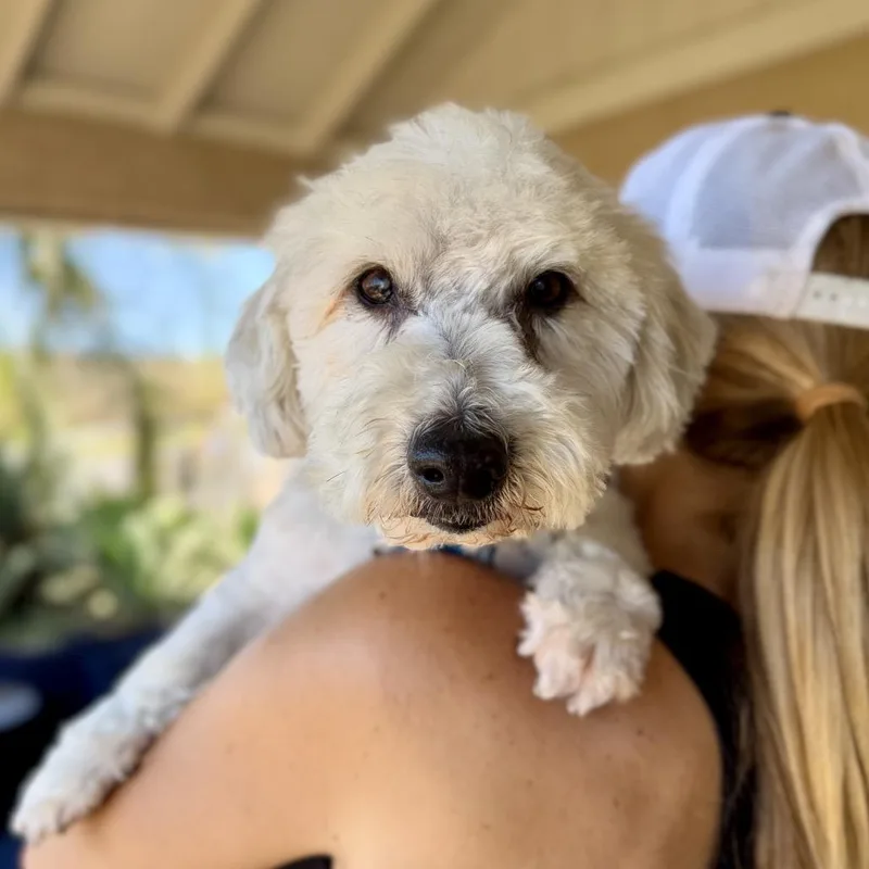 A senior medium-sized male Brown / Chocolate Jack Russell Terrier dog named Brando for adoption in Ramona, CA