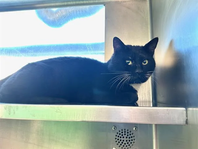 An adult medium-sized male Domestic Short Hair cat named Warren for adoption in Boston, MA
