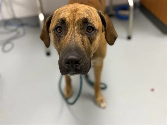 A young large-sized male Mixed Breed dog named Junior for adoption in Saint Cloud, FL