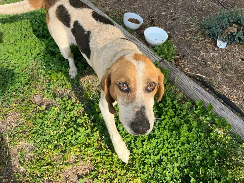 An adult medium-sized male Tricolor (Brown, Black, & White) American Foxhound dog named Lafayette for adoption in Tappahannock, VA