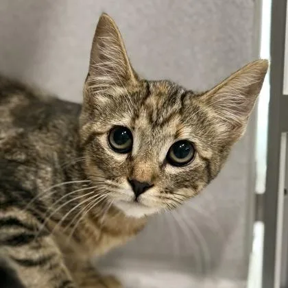 A baby small-sized female Domestic Short Hair cat named Clare for adoption in Sacramento, CA