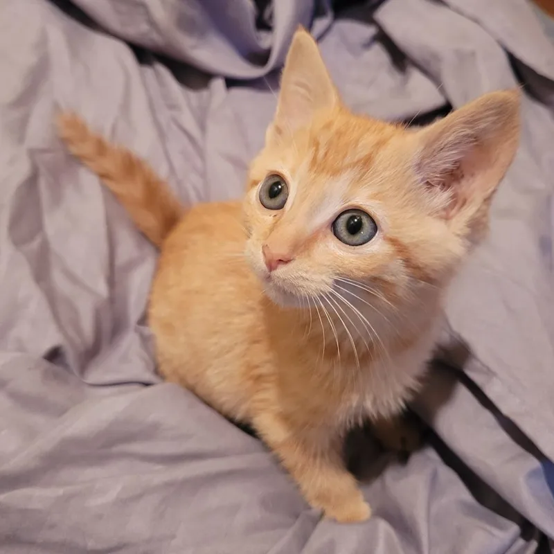 A baby small-sized male Orange / Red Domestic Short Hair cat named Blaze C for adoption in Princeton, MN