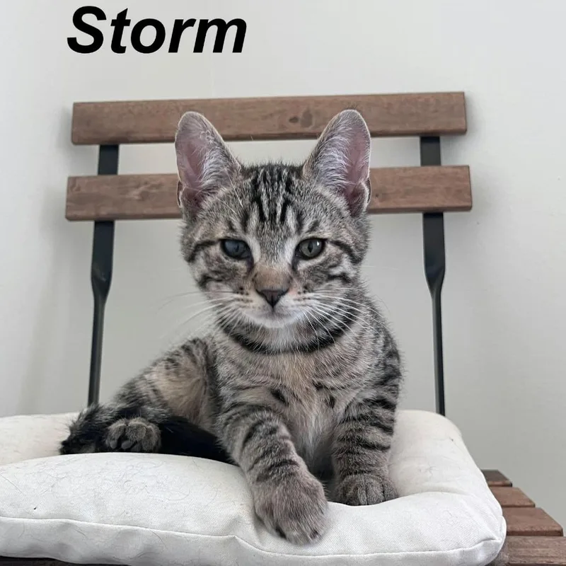 Storm