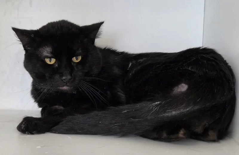 A young medium-sized male Domestic Short Hair cat named Bo Bigfoot for adoption in Satellite Beach, FL