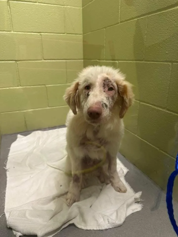 A baby large-sized male Great Pyrenees dog named Popeye "COMING SOON!" for adoption in Richardson, TX