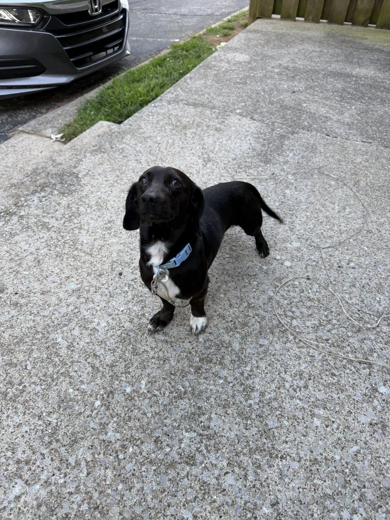 A young small-sized male Bicolor Dachshund dog named Pollo for adoption in Cookeville, TN