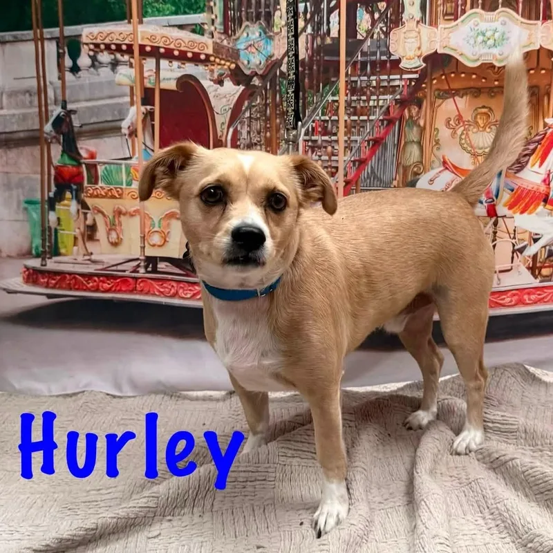 Hurley thumbnail 2