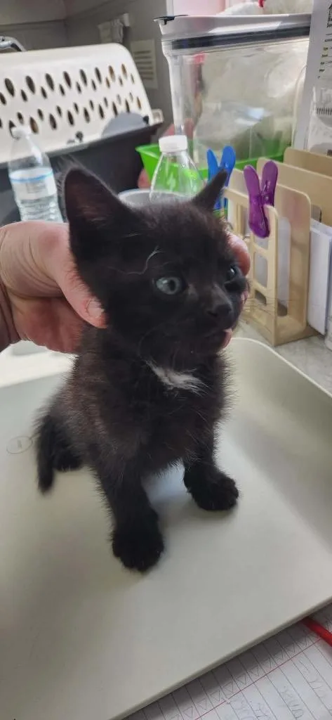 A baby medium-sized male American Shorthair cat named Margarita for adoption in Van Wert, OH