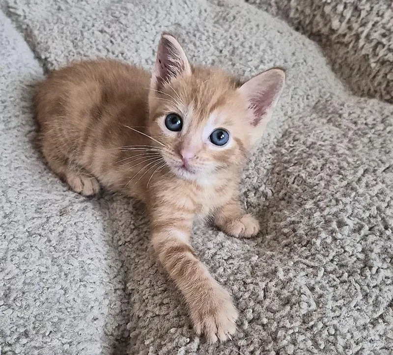 A baby medium-sized male Orange / Red Domestic Short Hair cat named Vega for adoption in Rosenberg, TX