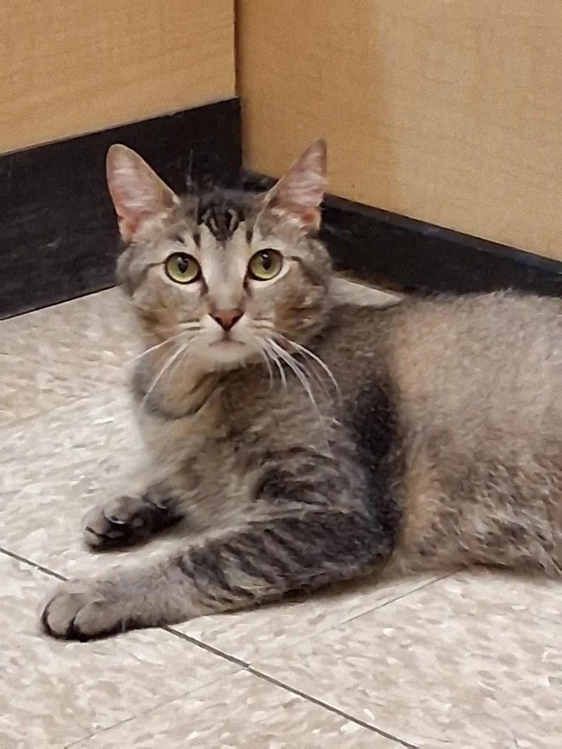 A young medium-sized female Gray / Blue / Silver Domestic Short Hair cat named Wanda Wiggles @ Medina for adoption in Cuyahoga Falls, OH