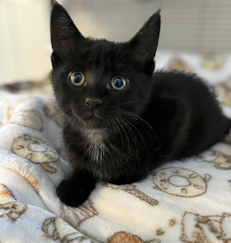 A baby medium-sized male Black Domestic Short Hair cat named Ken Adams for adoption in Seville, OH