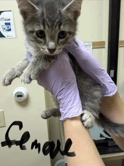 A baby small-sized female Domestic Short Hair cat named Bug for adoption in West Chester, PA