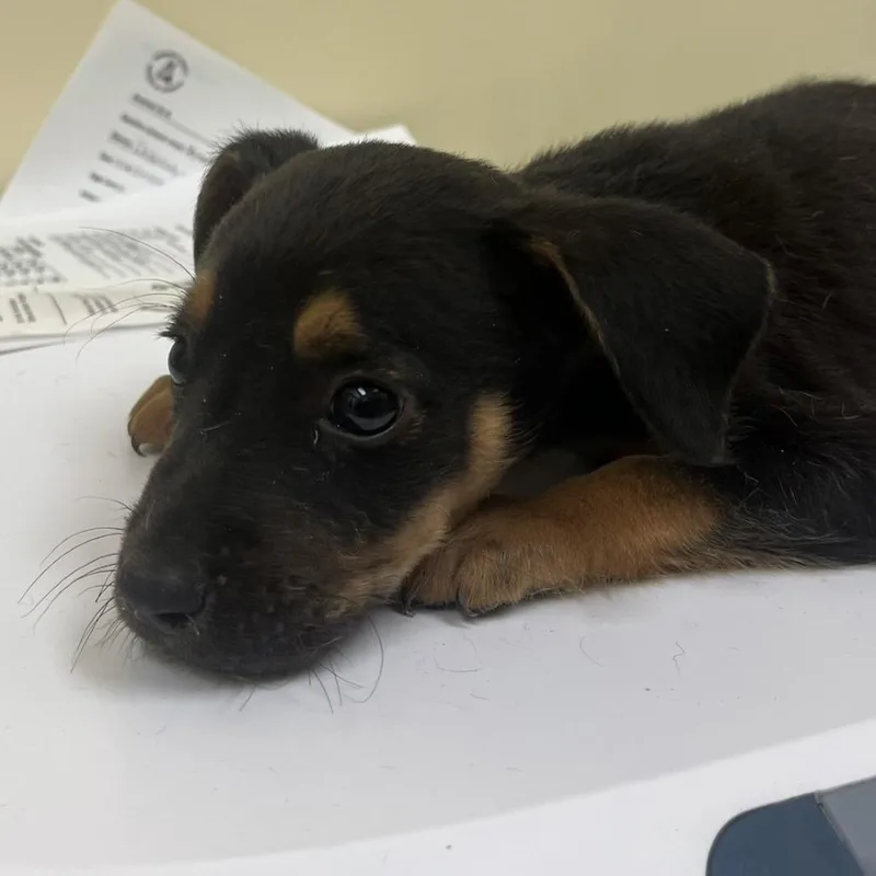 A baby small-sized female Brown / Chocolate Mixed Breed dog named Doc for adoption in Madisonville, TN