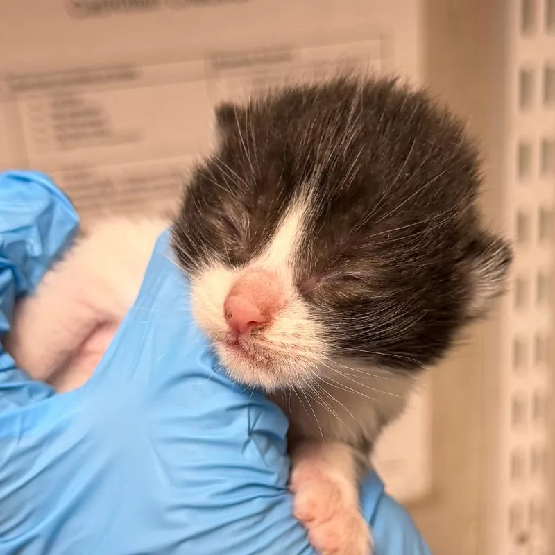 A baby small-sized male Black Domestic Short Hair cat named Braxton for adoption in Yuma, AZ
