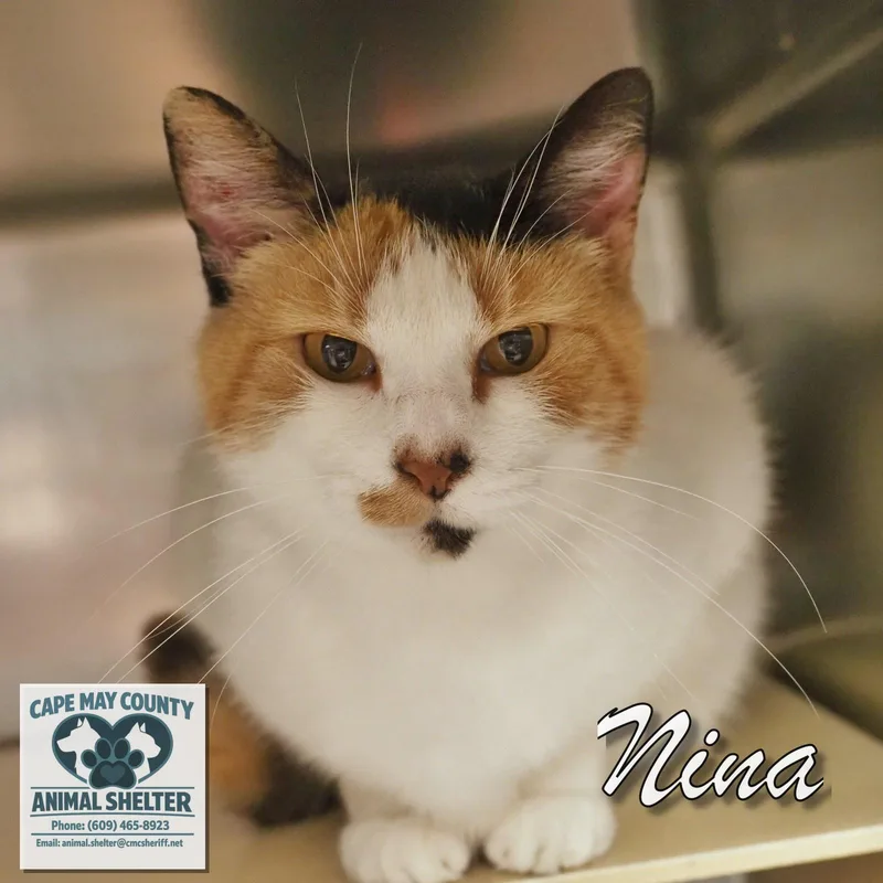 A young medium-sized female Domestic Short Hair cat named Nina for adoption in Cape May Court House, NJ