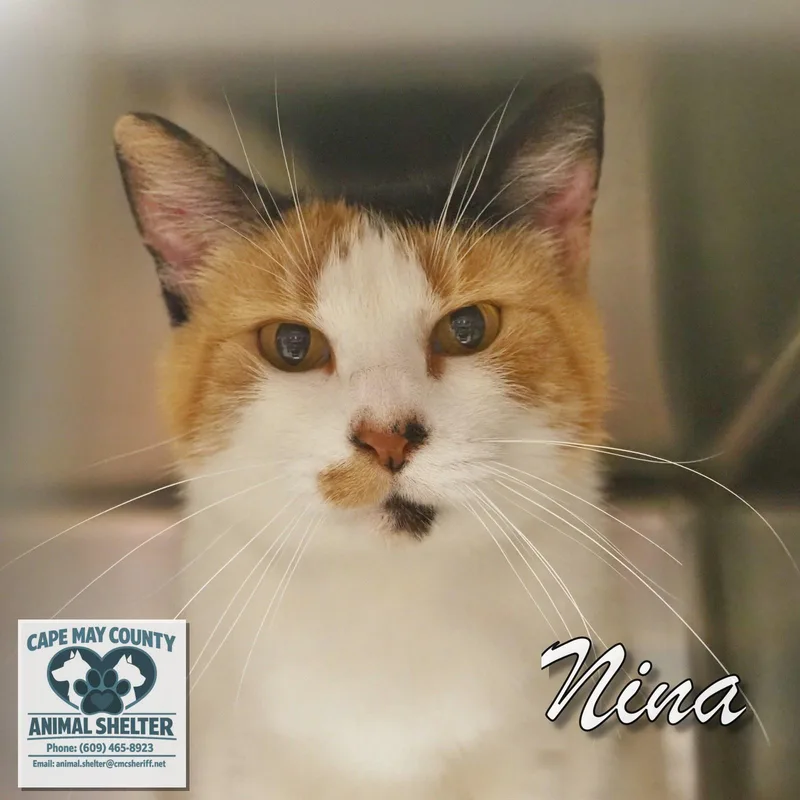 Nina thumbnail 2