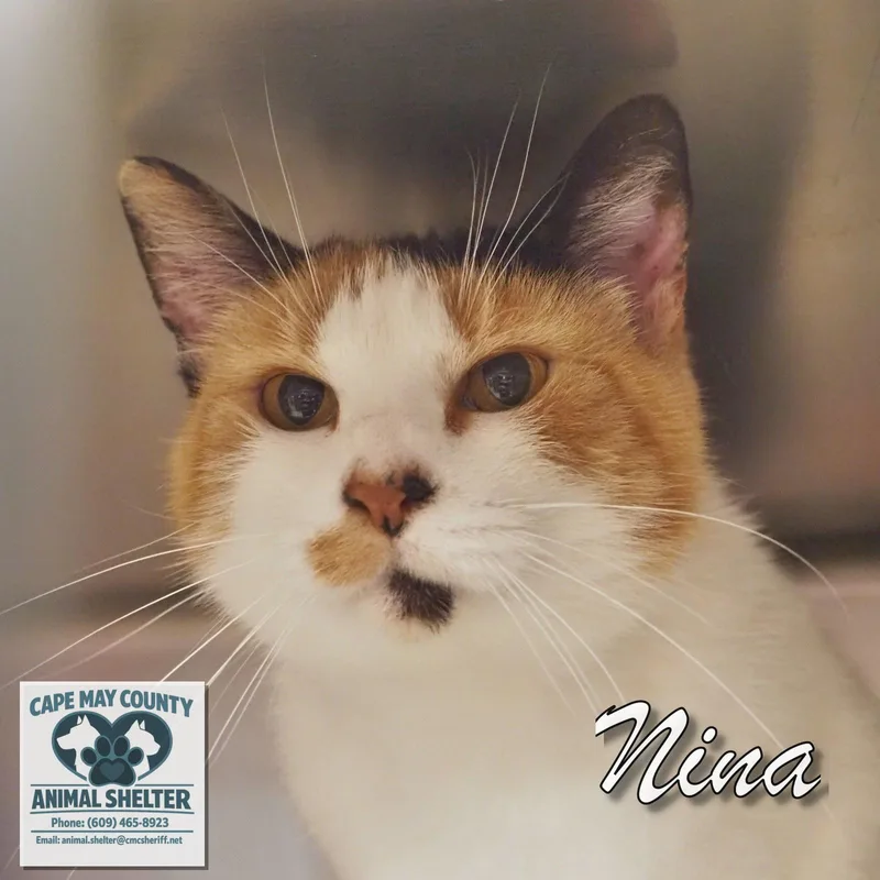 Nina thumbnail 3