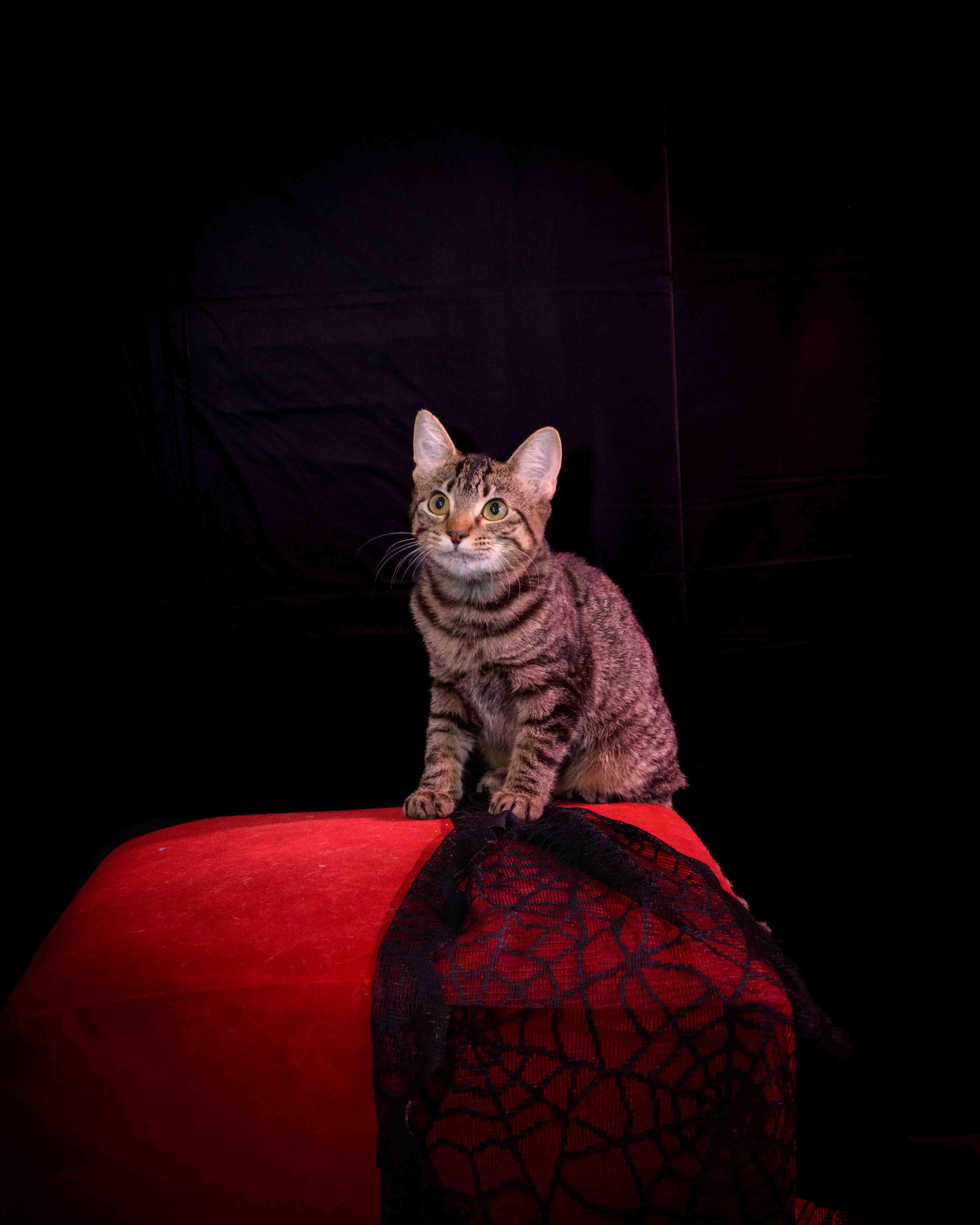 A young medium-sized female Tabby (Brown / Chocolate) Domestic Short Hair cat named Brennan for adoption in Jefferson, LA