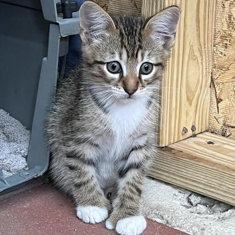 A young small-sized male Brown / Chocolate Domestic Short Hair cat named John Hancock for adoption in Boerne, TX